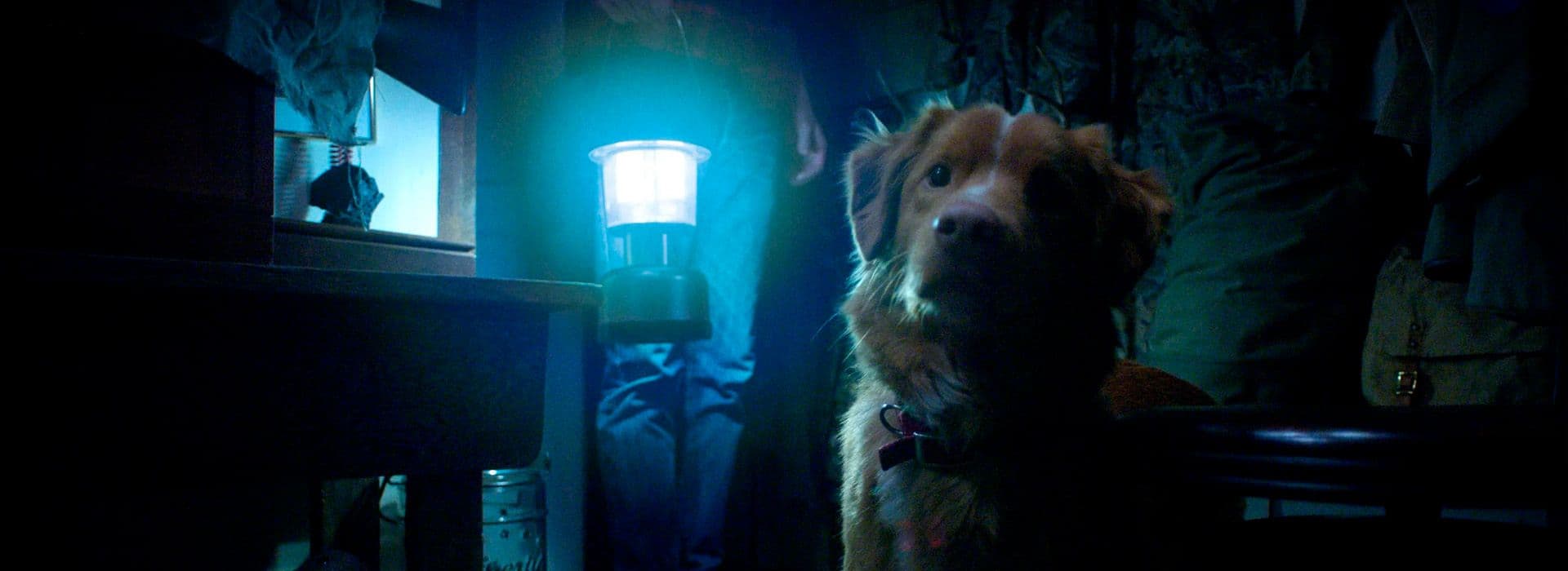 Good Boy: Confía En Su Instinto